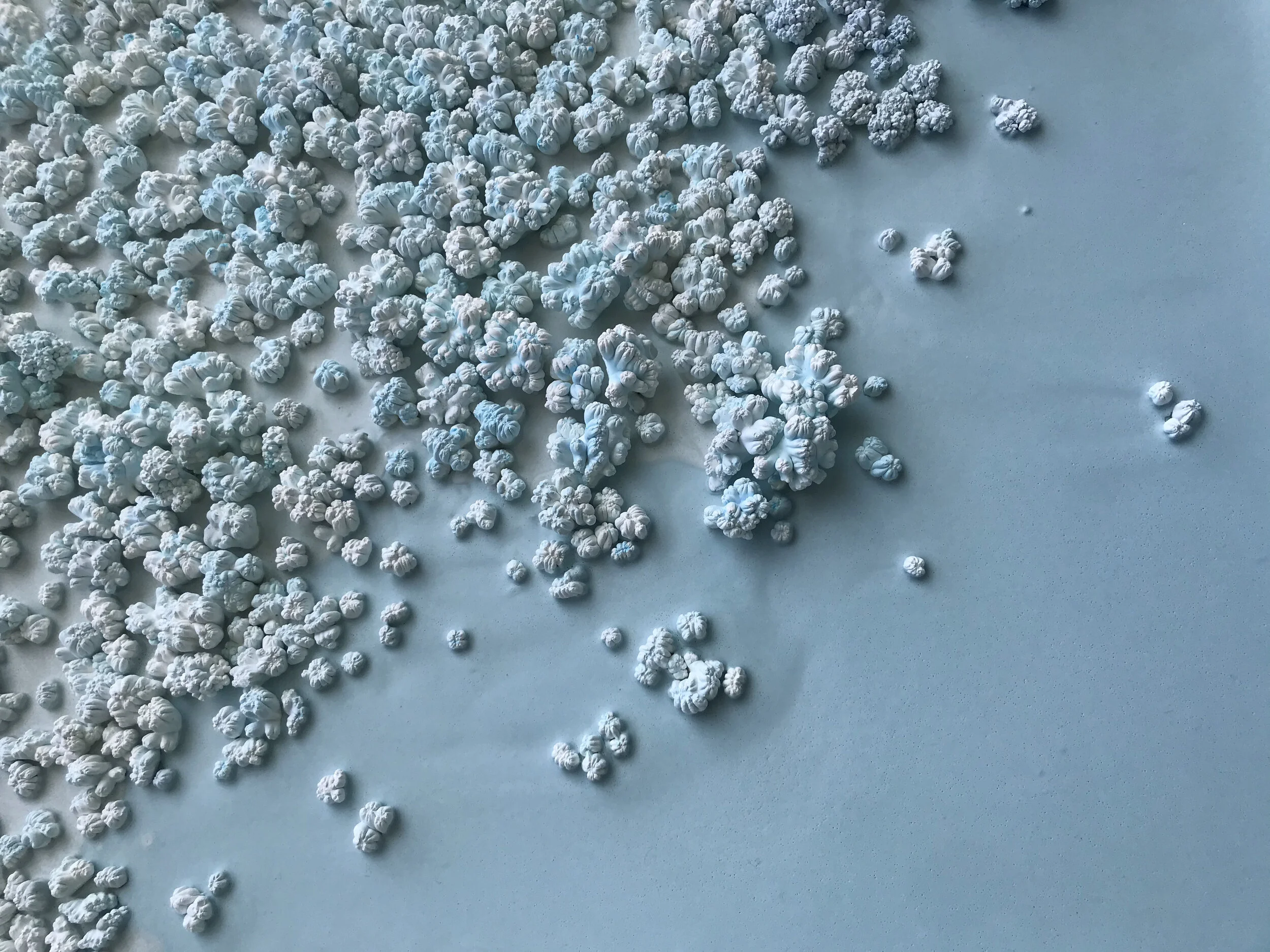 polar coral2.jpg