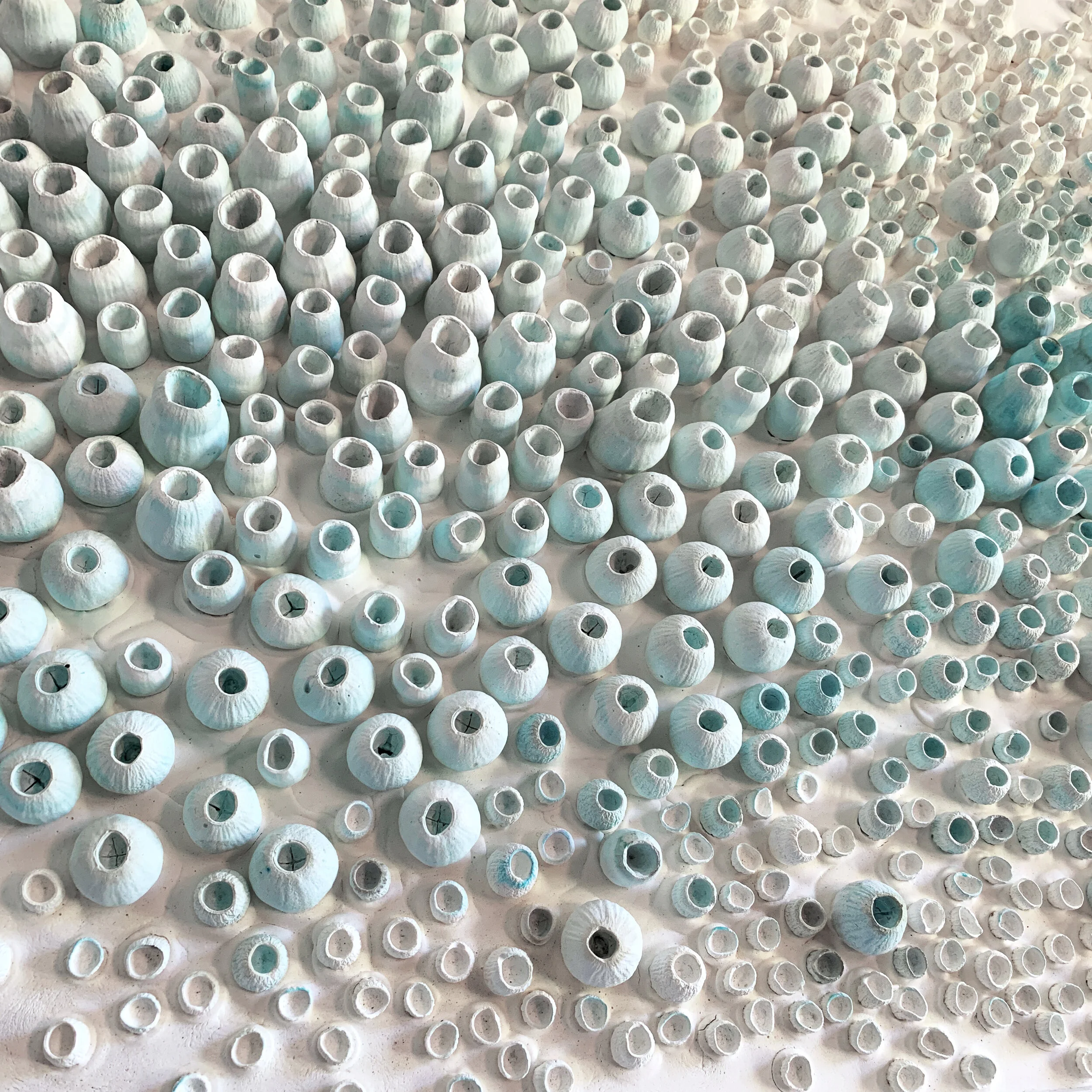 eucalyptus 2.jpg