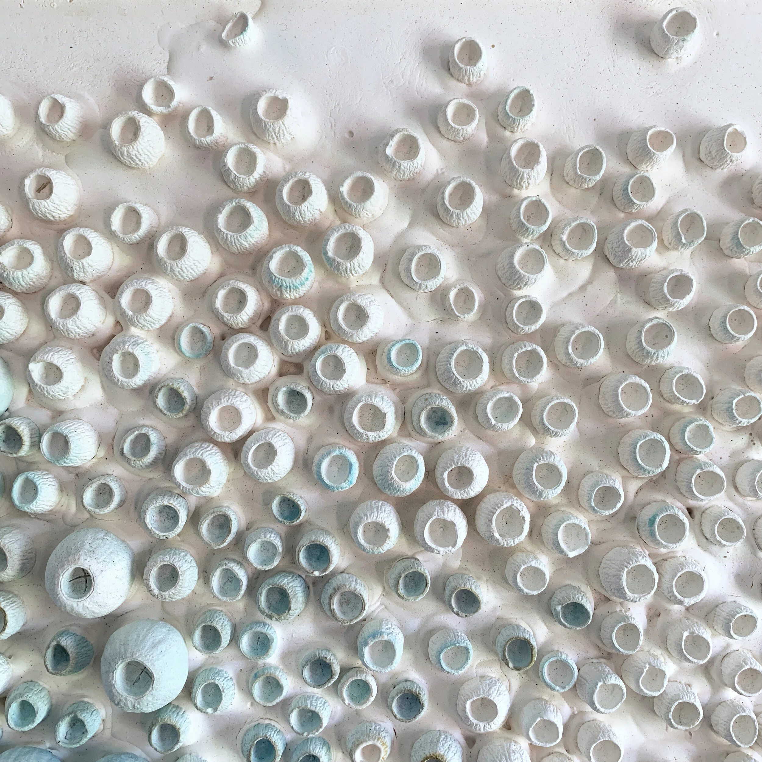 eucalyptus 3.jpg