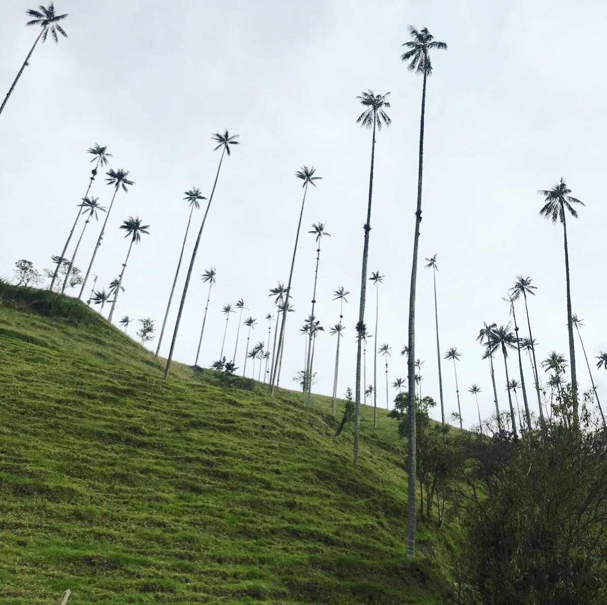 🇨🇴 Down the mountain, the Cocora Valley 🤩Giant palm tree forest🌴 #cocoravalley#redescendre🥴#malauxgenoux😰#lamontagnecavousgagne#passiontrekking#paramotrek#norbertoguia😘#🐄🐖🐕🐈🐏#paramillodelquindio#bestteamever💪