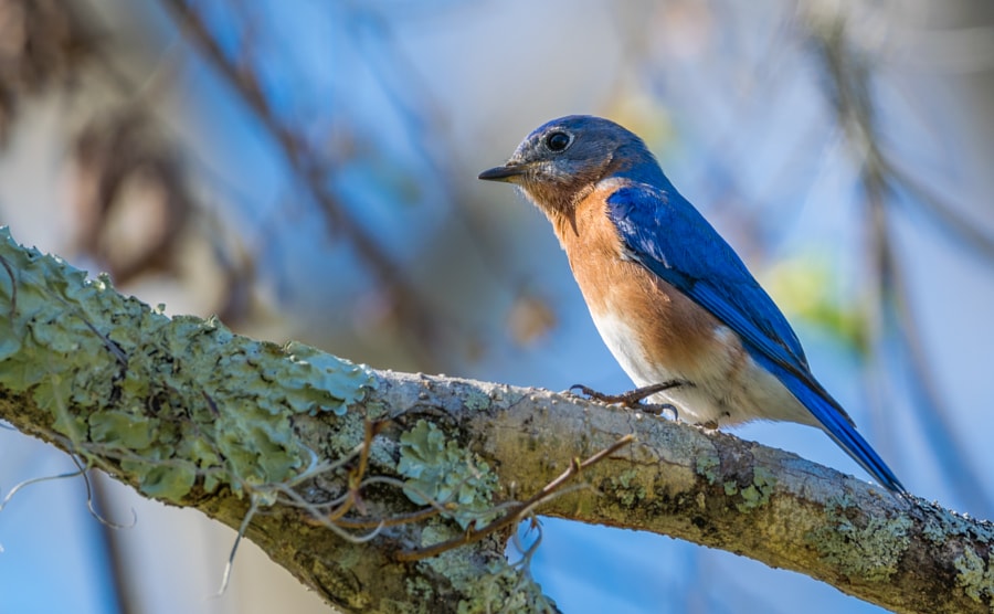 Eastern Blue Bird