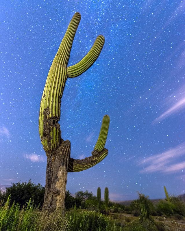 You know 'em, you love 'em, but you can never hug them! Don't hug a Saguaro or any other cactus for that matter. Results vary but the side effects are generally negative. This caption is talking about cactus hugs because there's not much else to talk