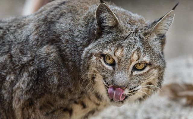 When it comes to being a domestic house cat, this particular kitty does a pretty terrible job. It left bird bits all over the place! @desertmuseum #cat #kitty #bobcat #desert #wildlife #birdnutrition #bigcat #animal #arizona #tucson #arizonasonorades