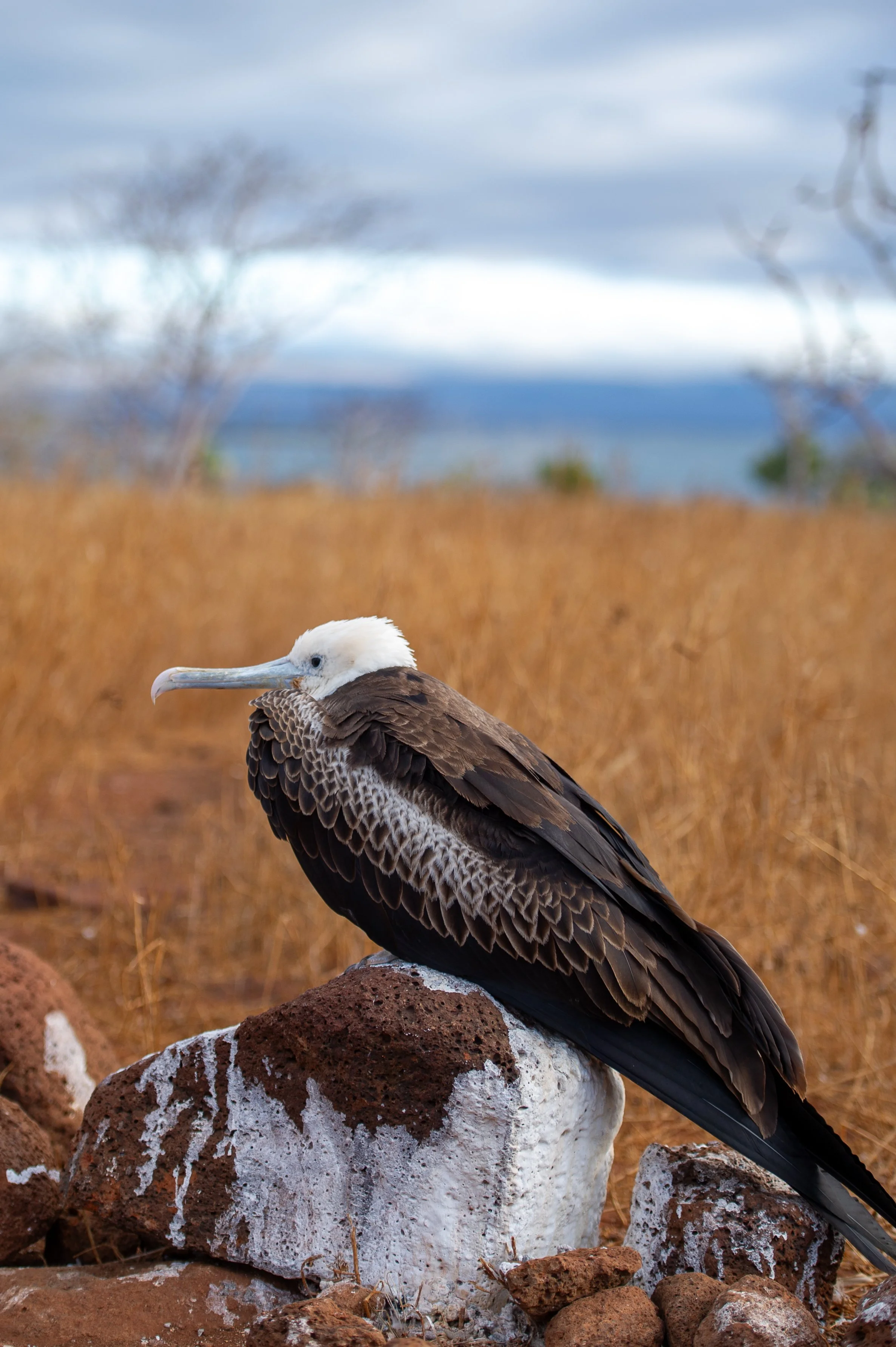 SMT_Galapagos-5.jpg