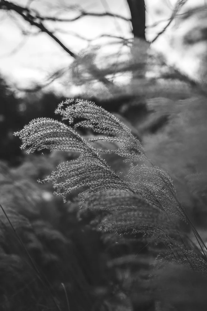 emil tr4ewwwwdkll.jpg