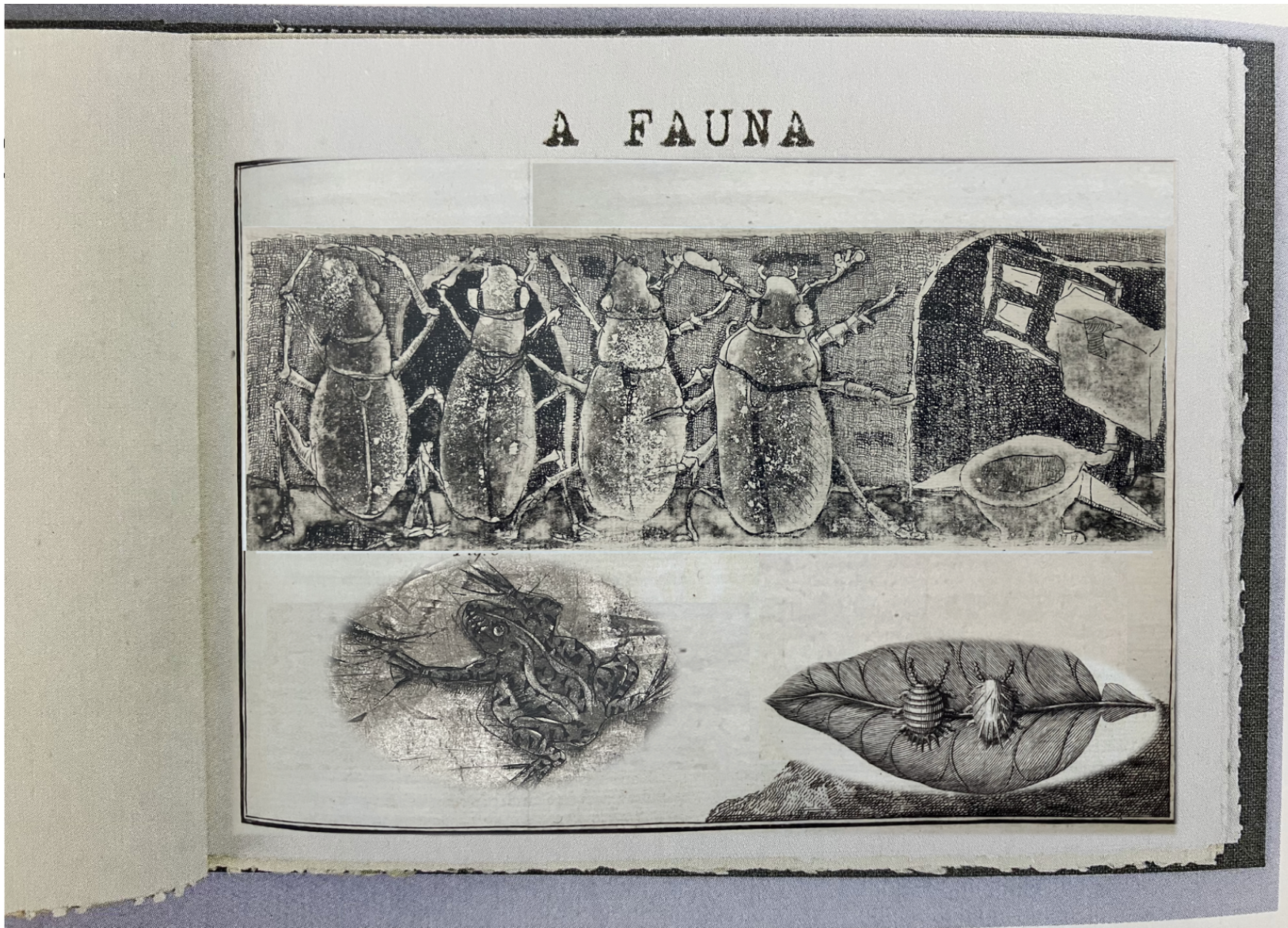 Historia Natural (A Fauna)