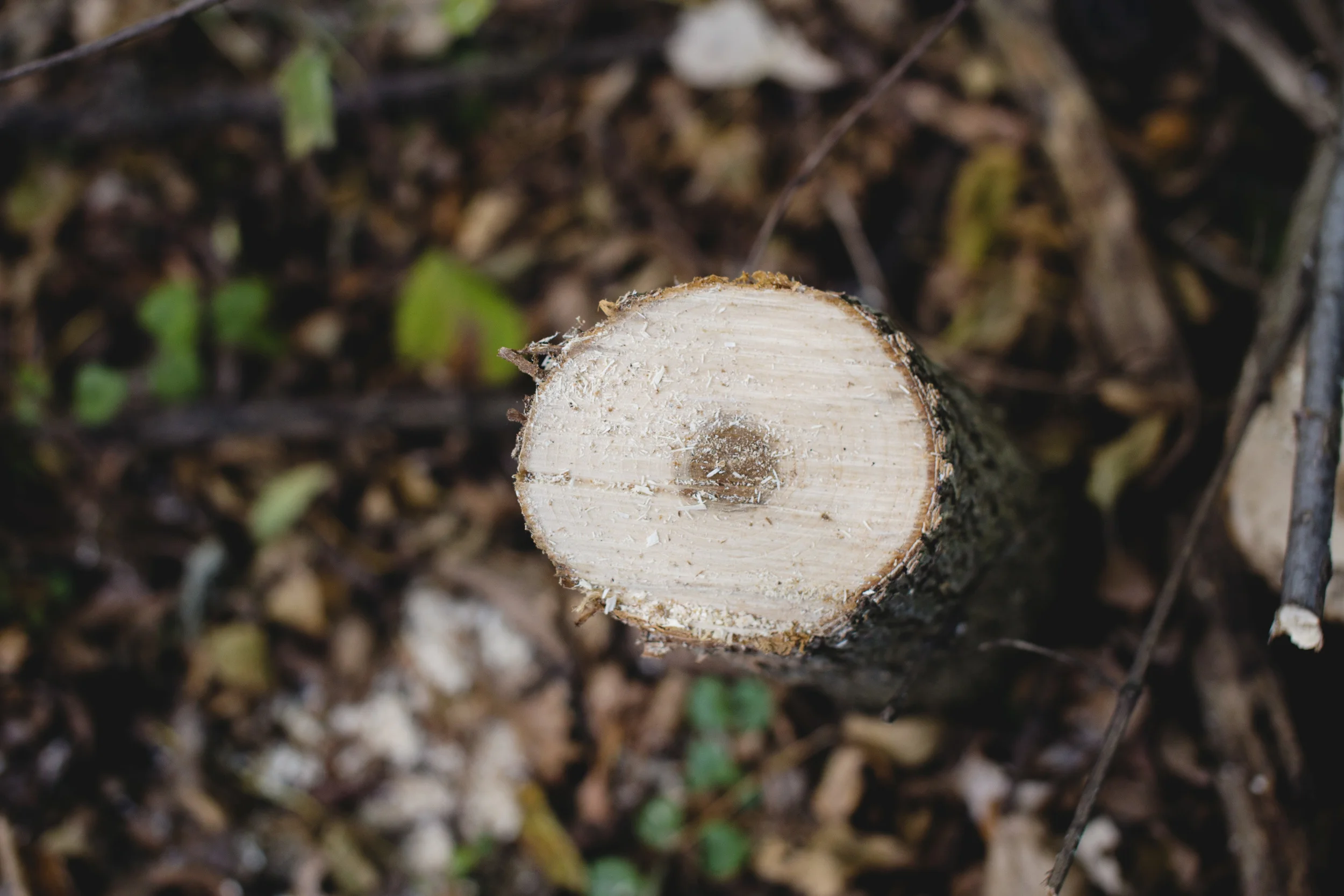 Lake Elmo Park – Genuine Photography