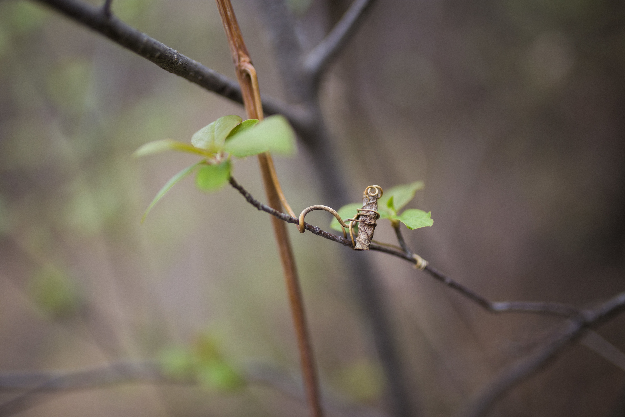 Bismarck, ND Photography
