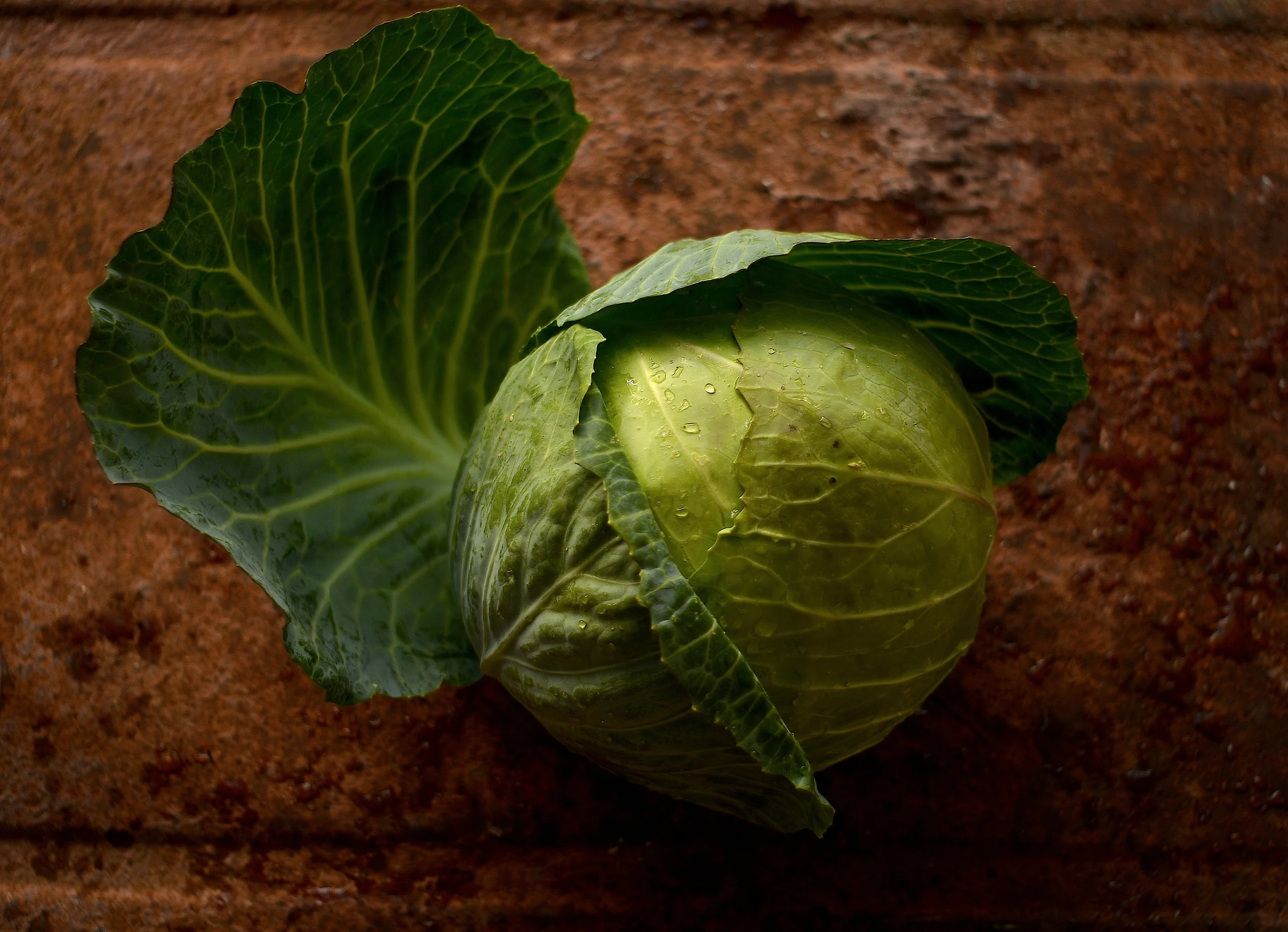 Viktor-Budnik-FA-037-rust-cabbage copy.jpg