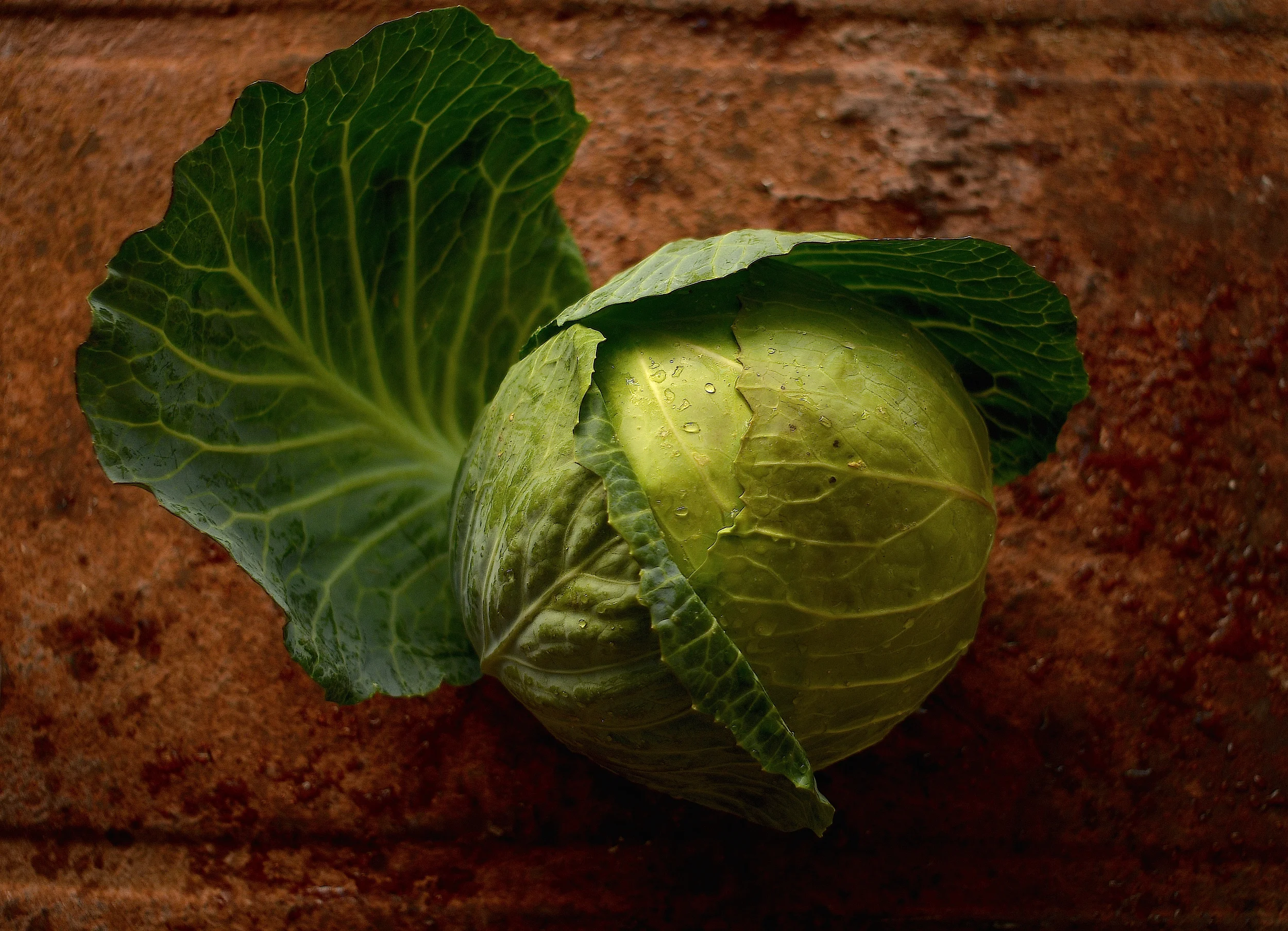 rust+cabbage copy.jpg