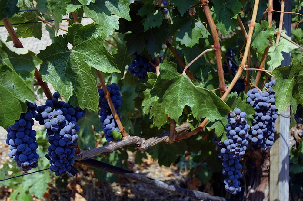 alt.2-wine-grapes-on-vines.jpg