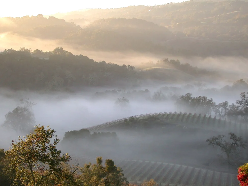 rolling-hills-and-fog-in-vineyards.jpg