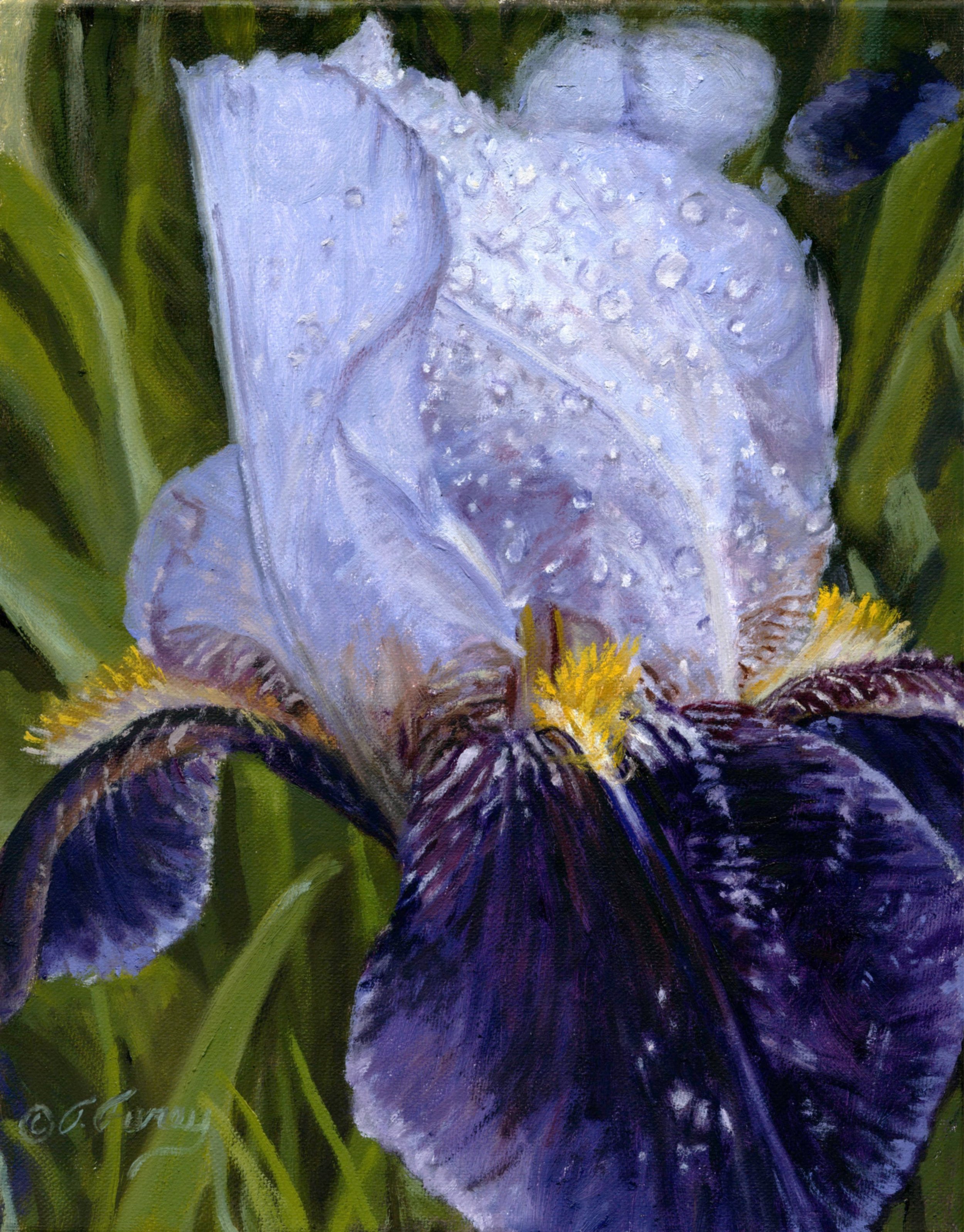 After the Rain Iris
