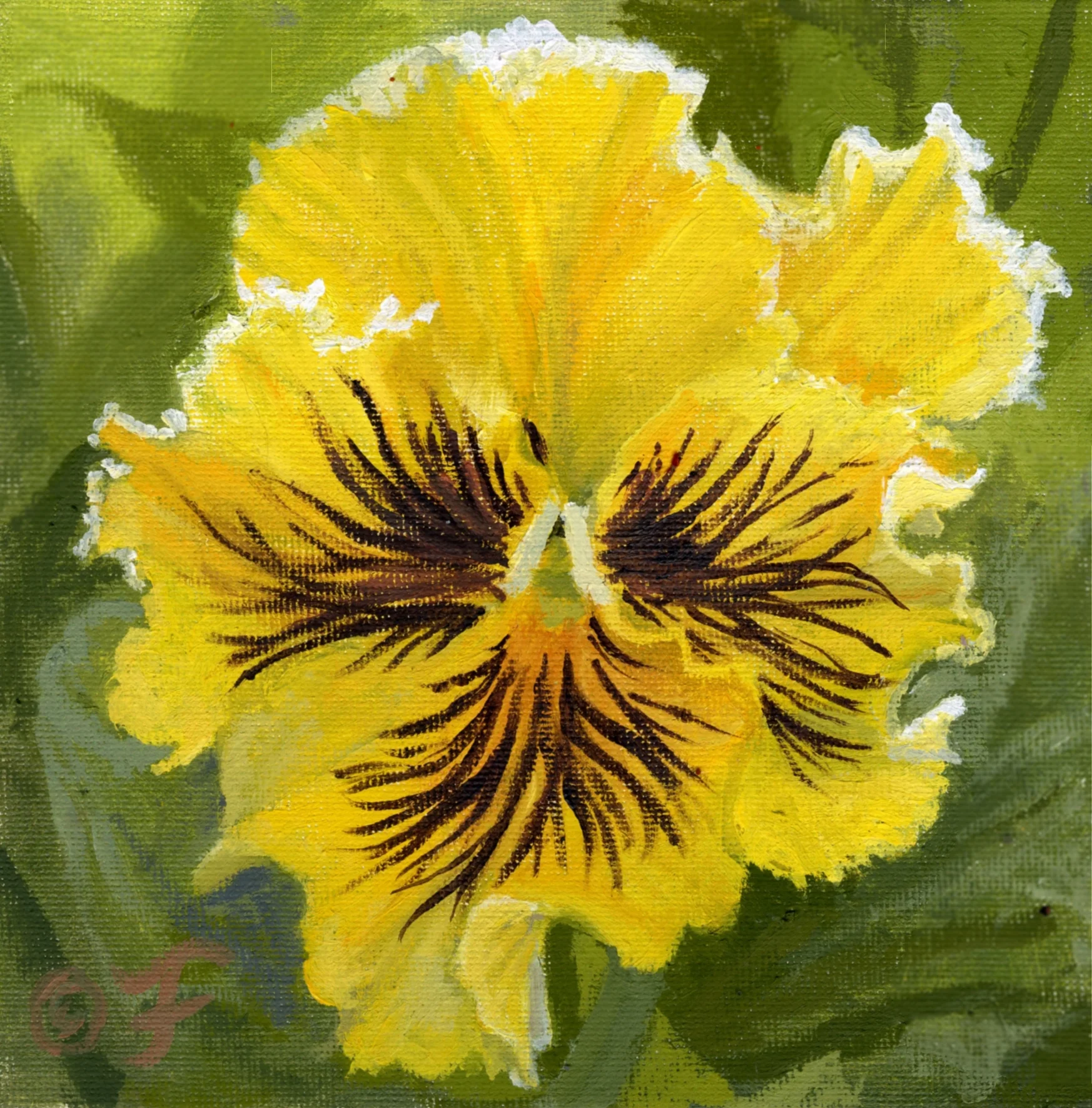 Garden Pansy