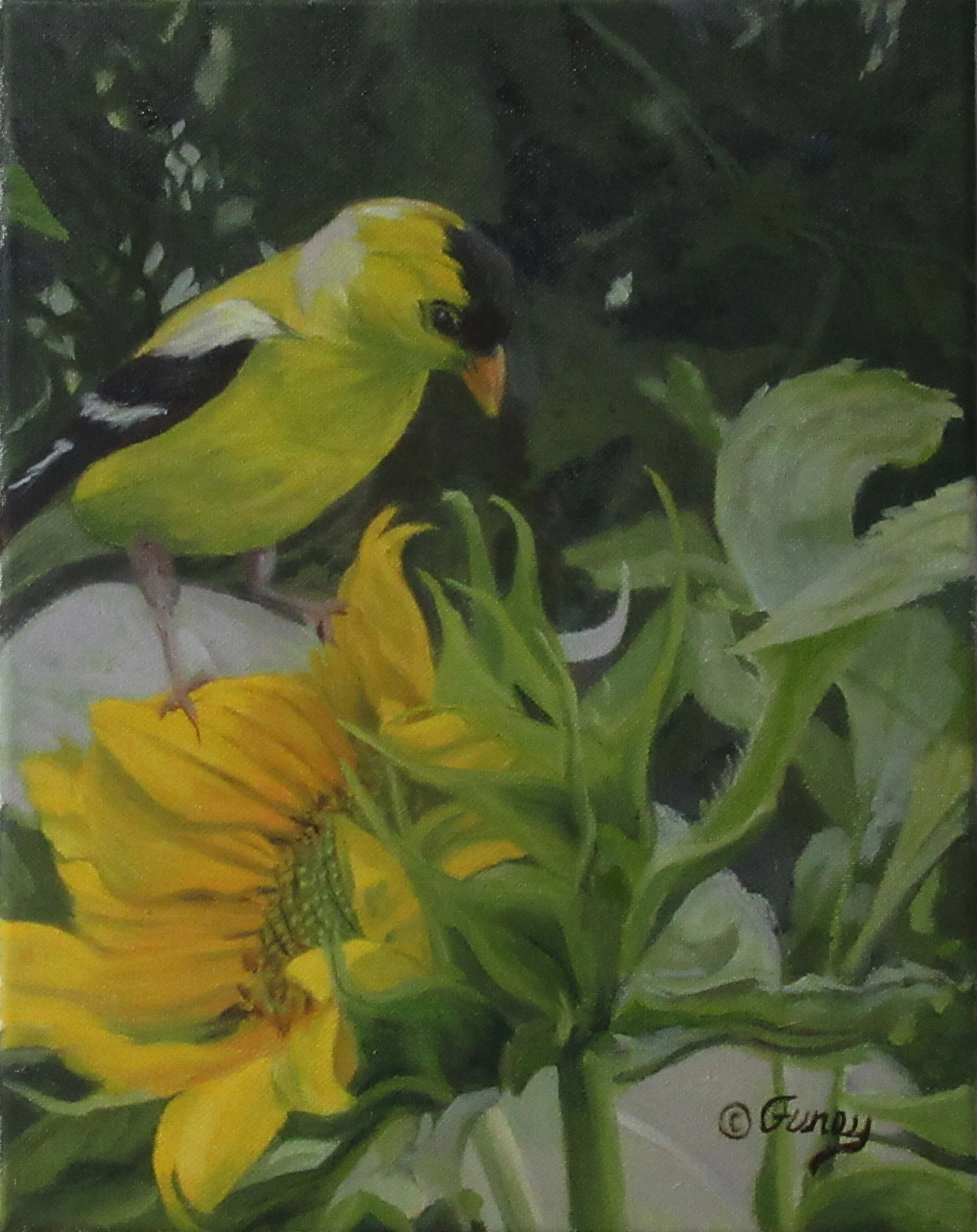 Yellow Yard Bird