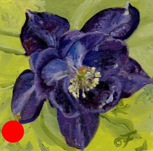Columbine from the Garden