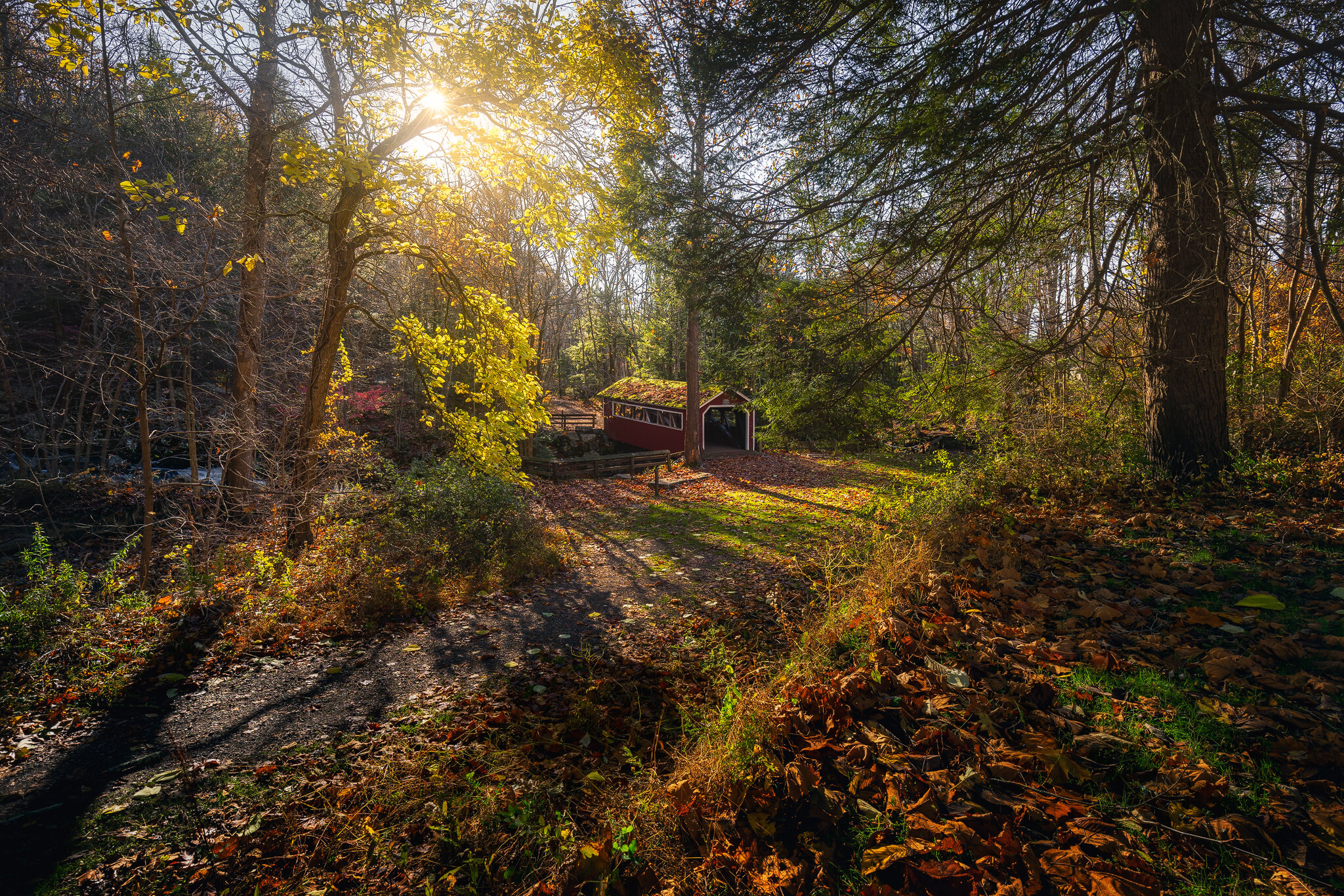 Autumn In The Woods