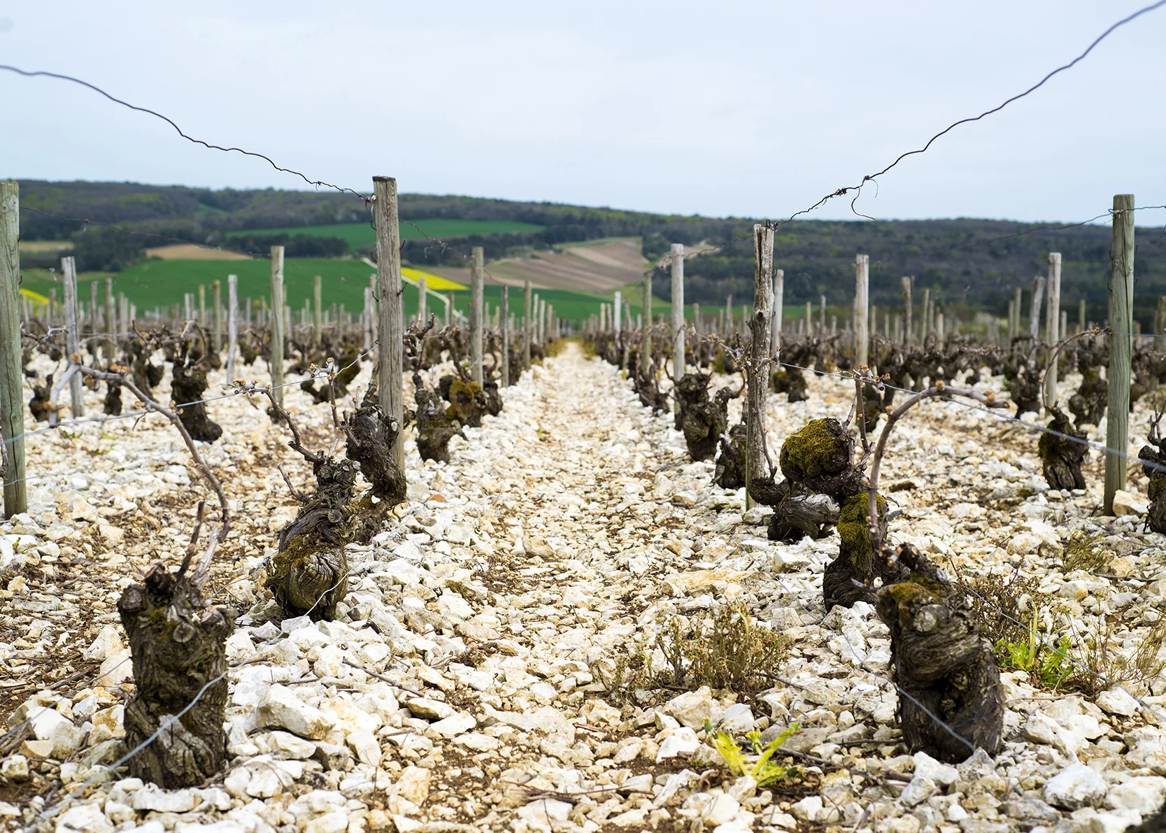 Vines 6.jpg