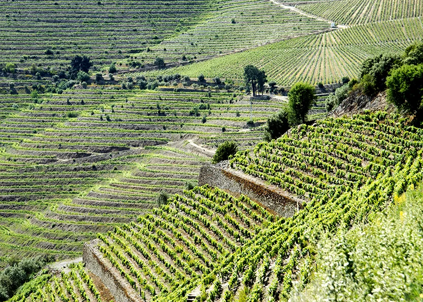 Vines 3.jpg