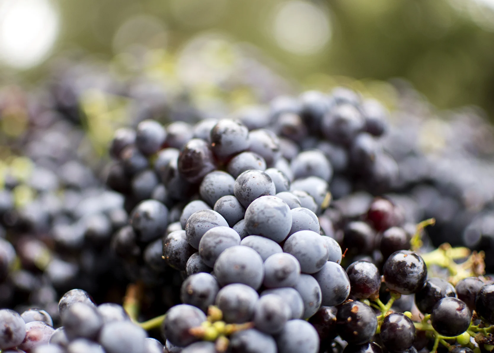 Vines 8.jpg