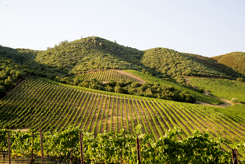 Vines 10.jpg