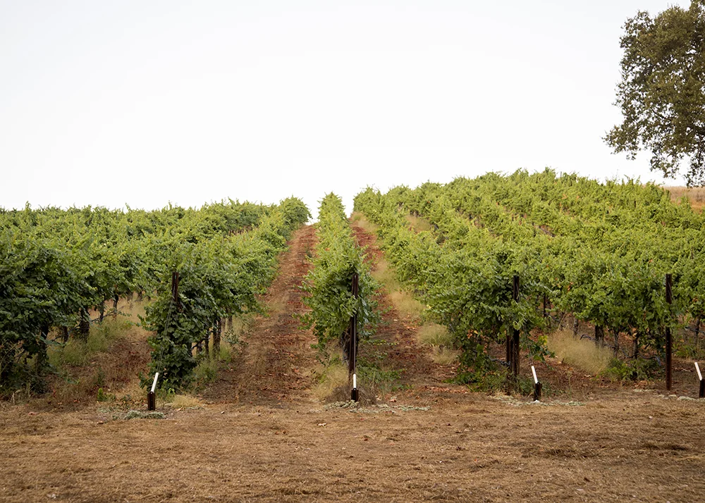 Vines 12.jpg