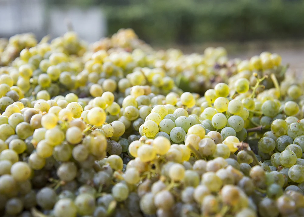 Vines 13.jpg