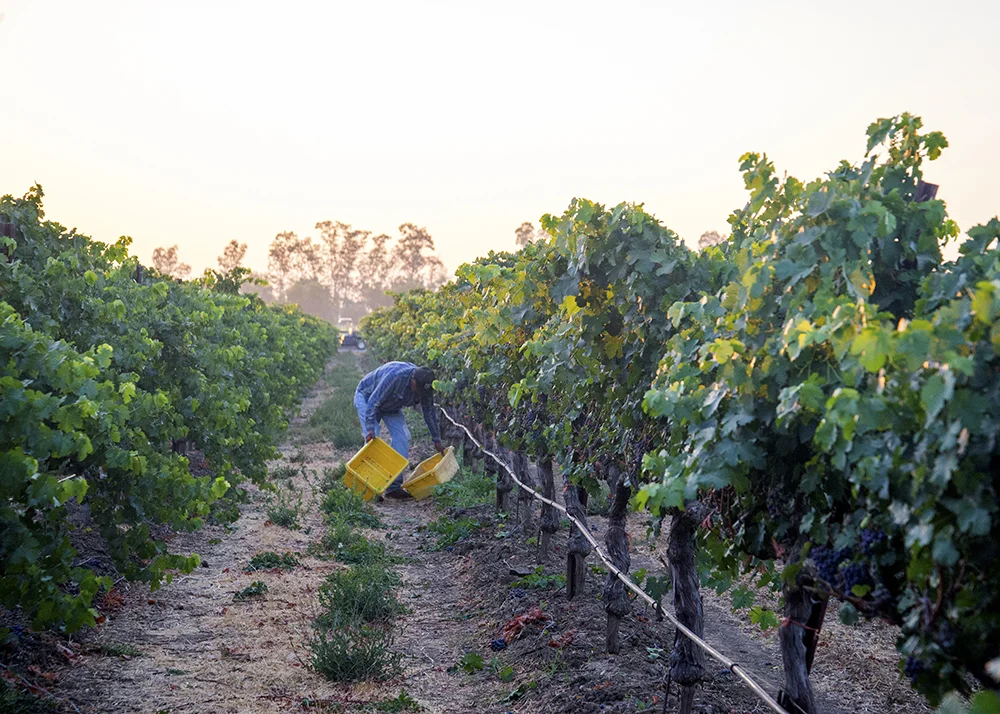 Vines 14.jpg