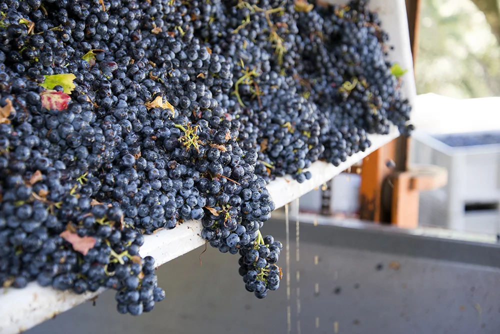 Vines 28-B.jpg
