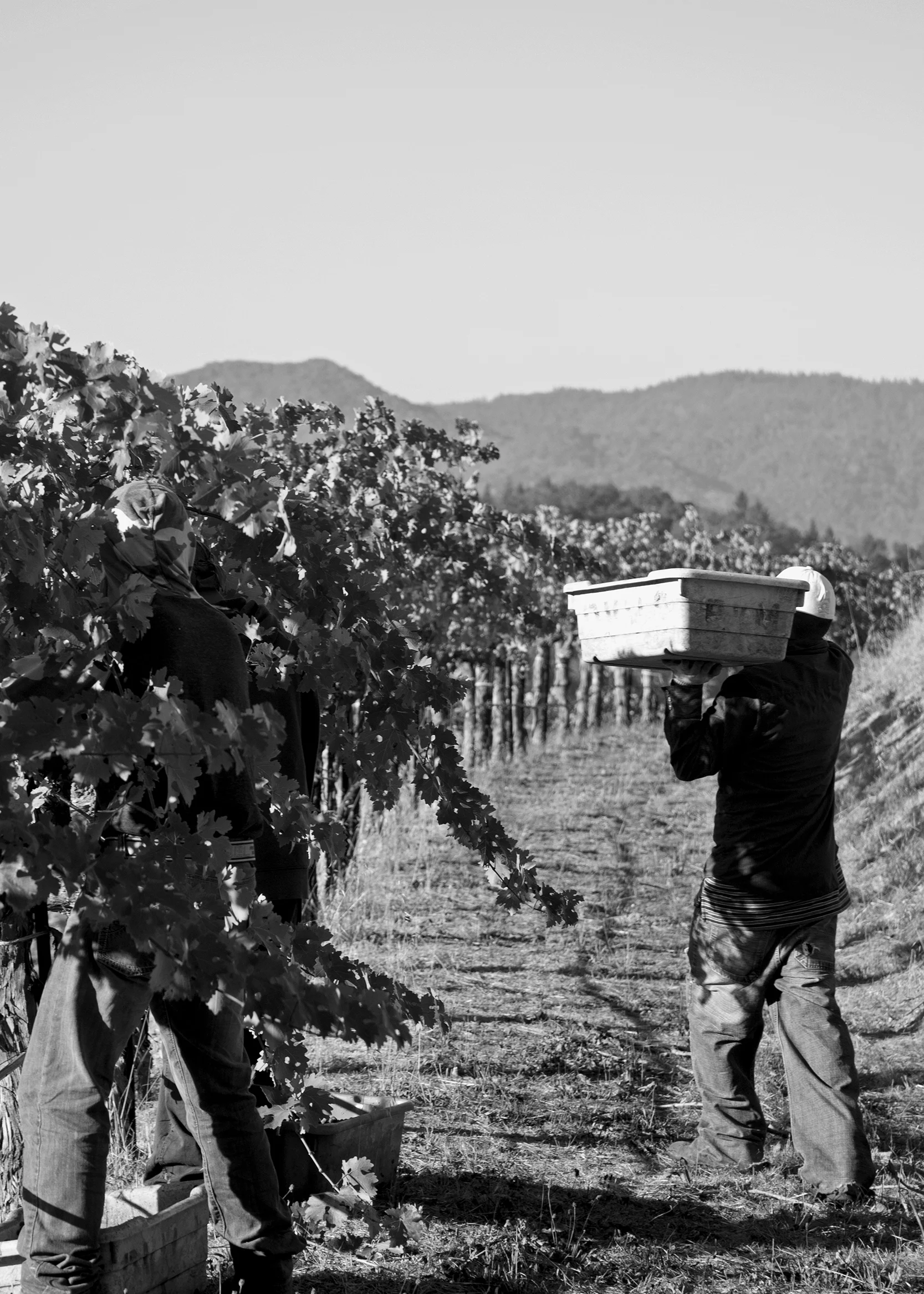 Vines 29.jpg
