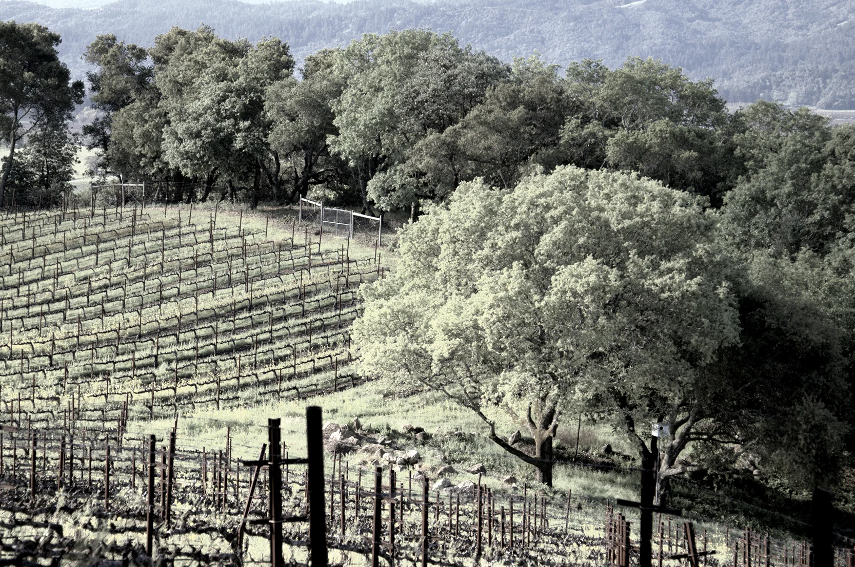 Vines 31.jpg