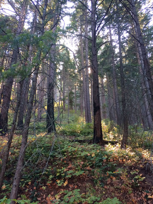 A huge wildfire had torn through the area a few years back, and the tree trunks still show signs of scorching.
