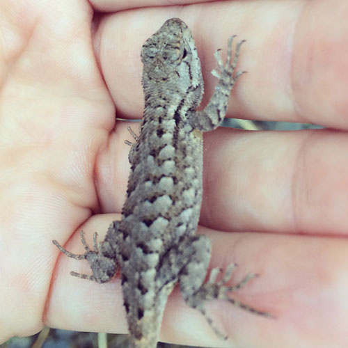  Found this adorable guy in the middle of a busy biking path, trying to leech the last bit of warmth from the shaded road. As soon as I picked him up to get him out of the way, he latched onto my warm hand and didn't want to let go. ADORABLE, OKAY?! 