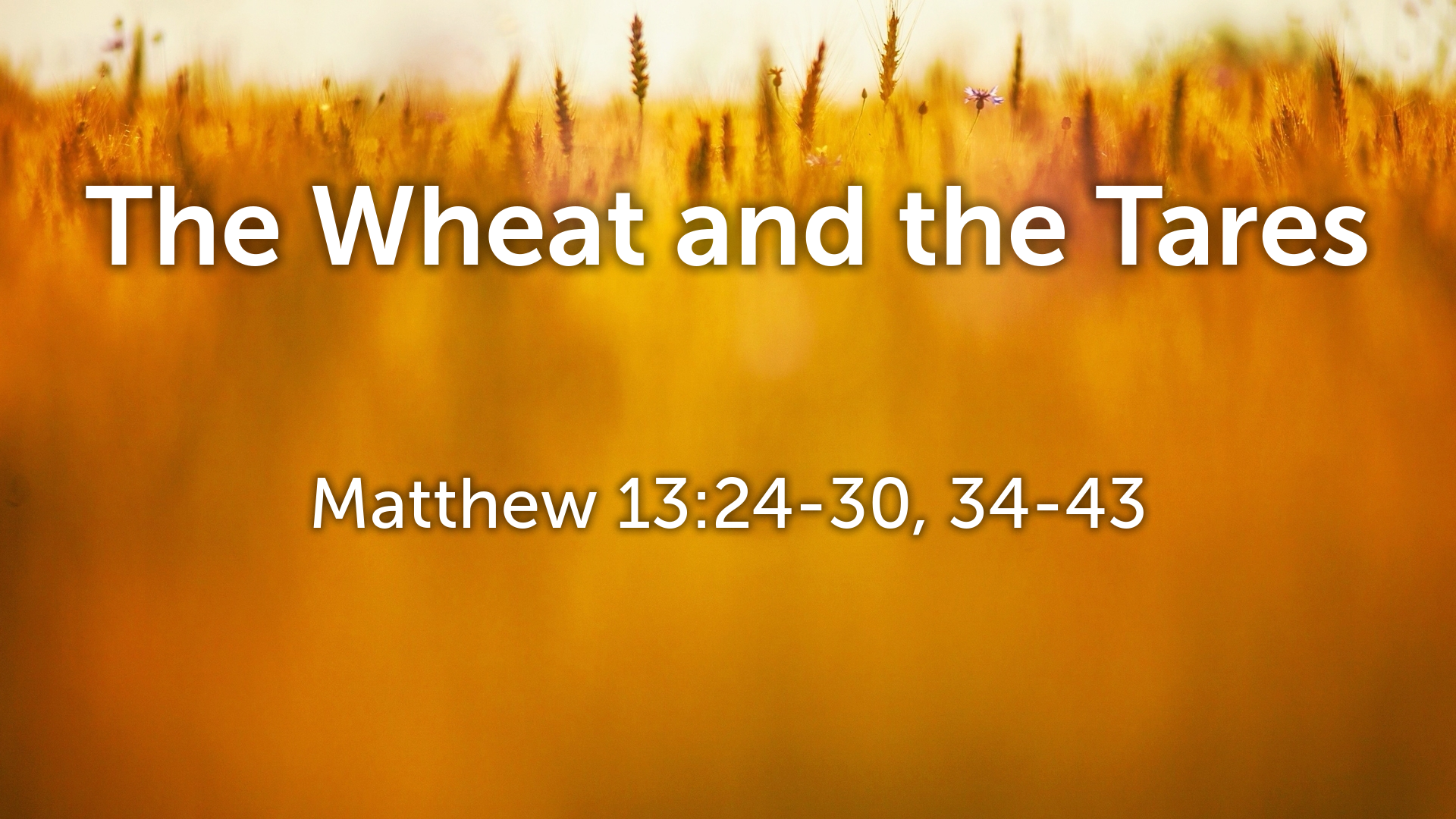Matthew 13: 24-30, 34-43 :: THE WHEAT AND THE TARES (Joel Dover)