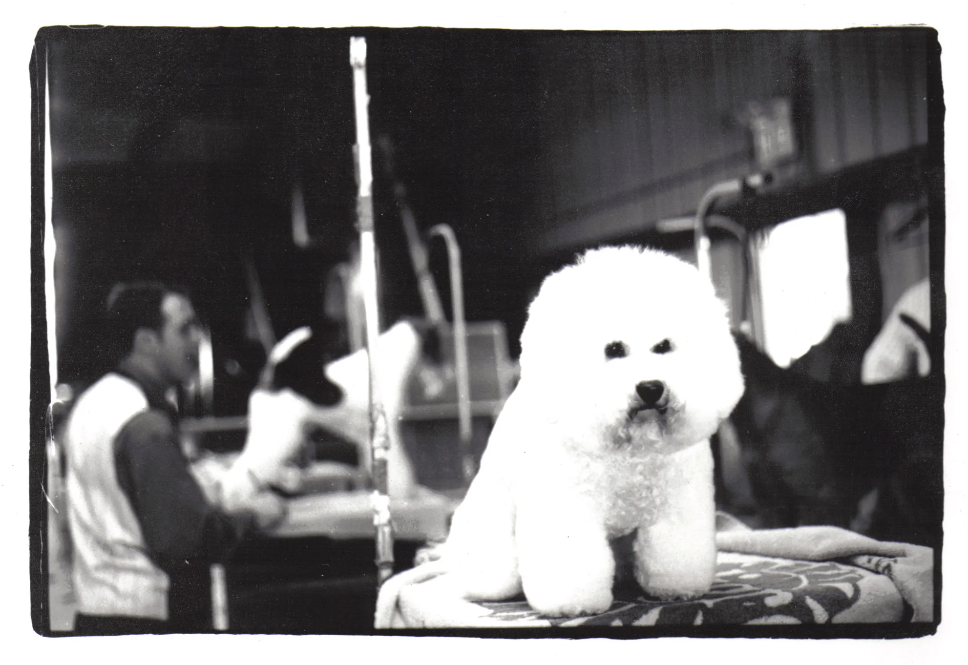 dogshow.jpg