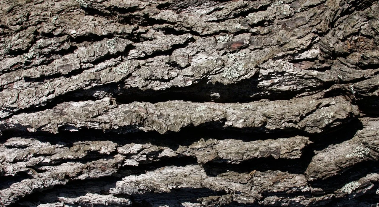 bark3.jpg