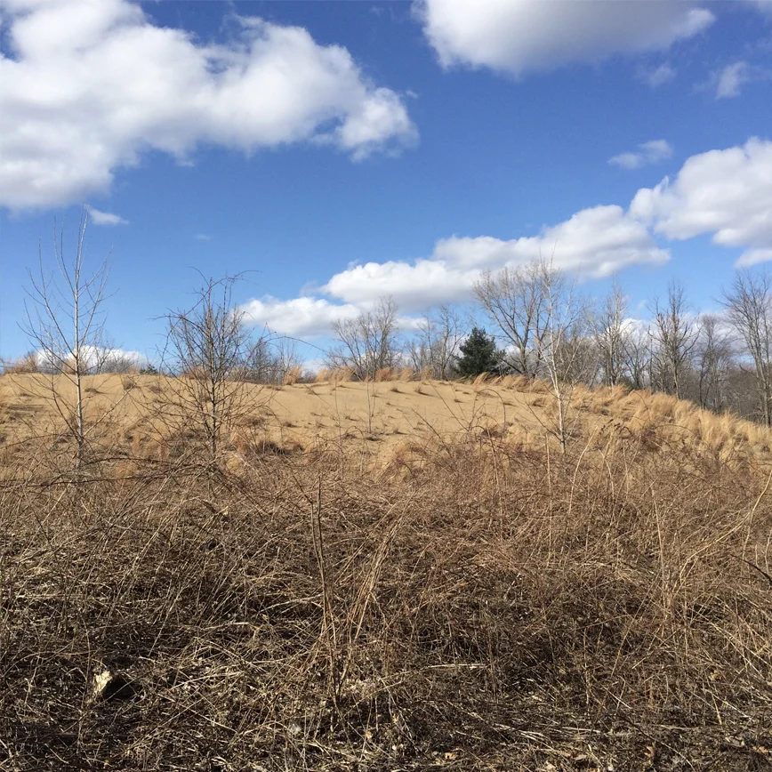 Pinebush.jpg