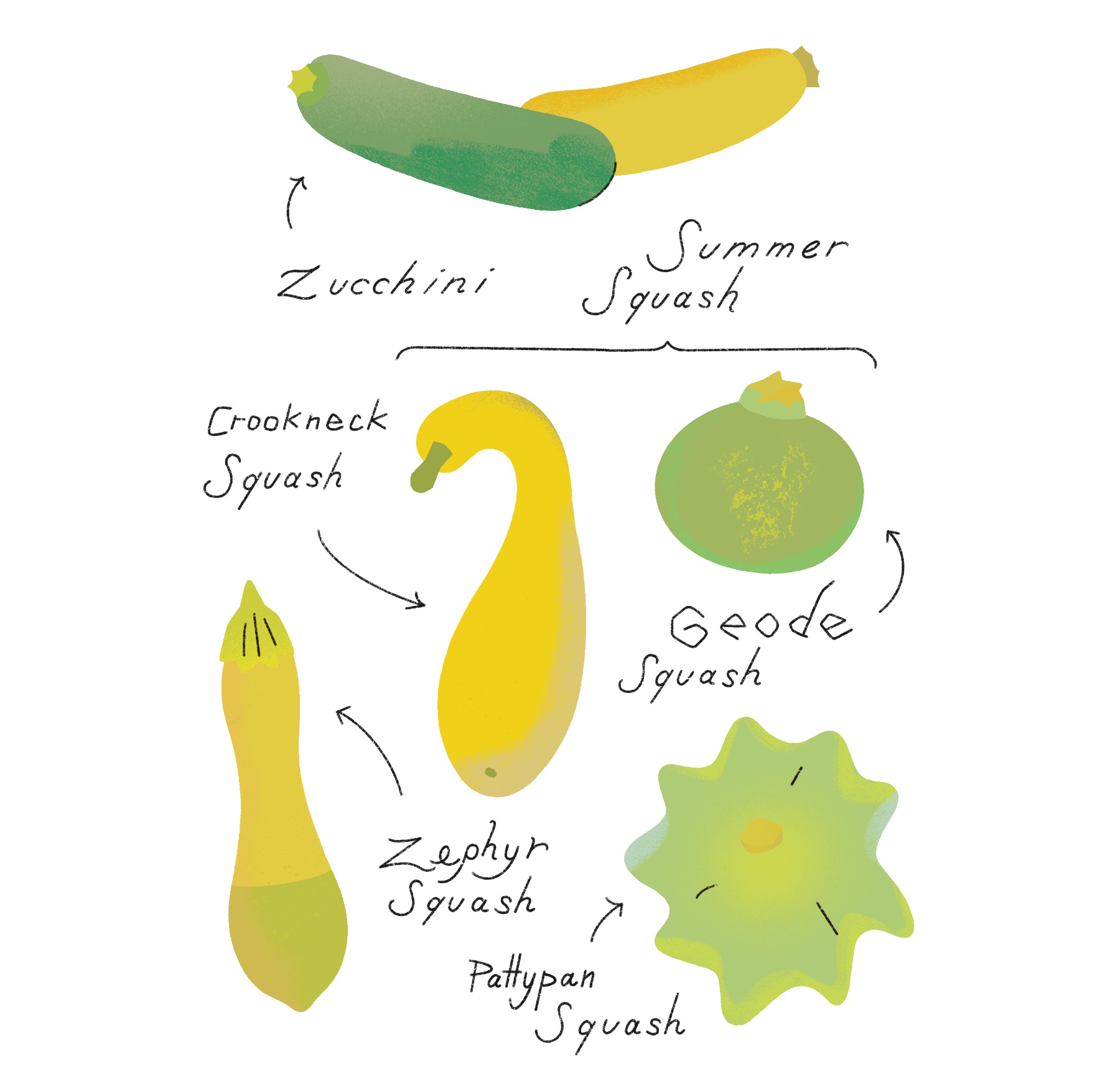 26 squash.png