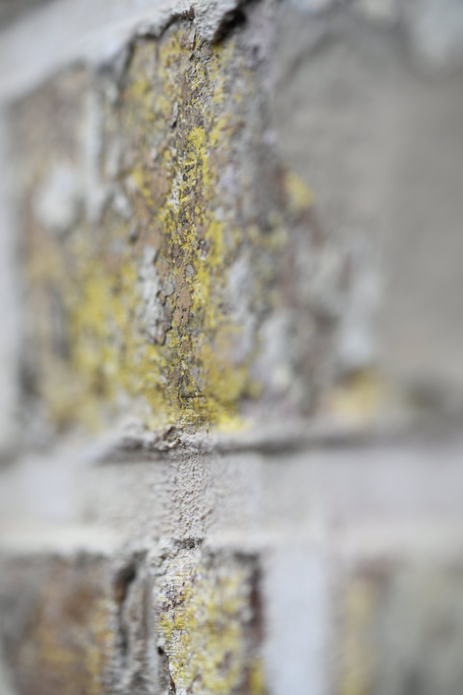_DSC3867.jpeg