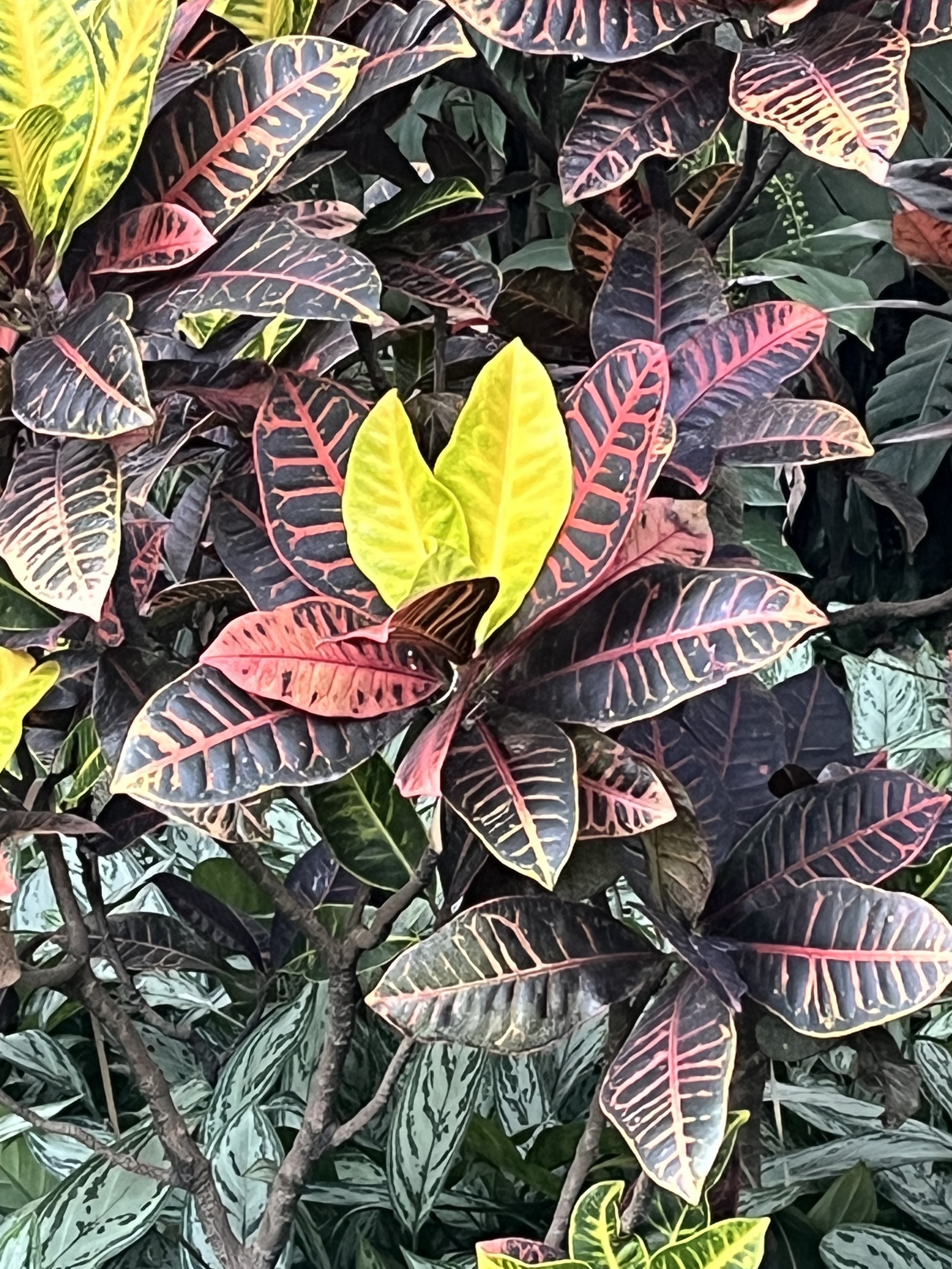 IMG_0786.jpeg