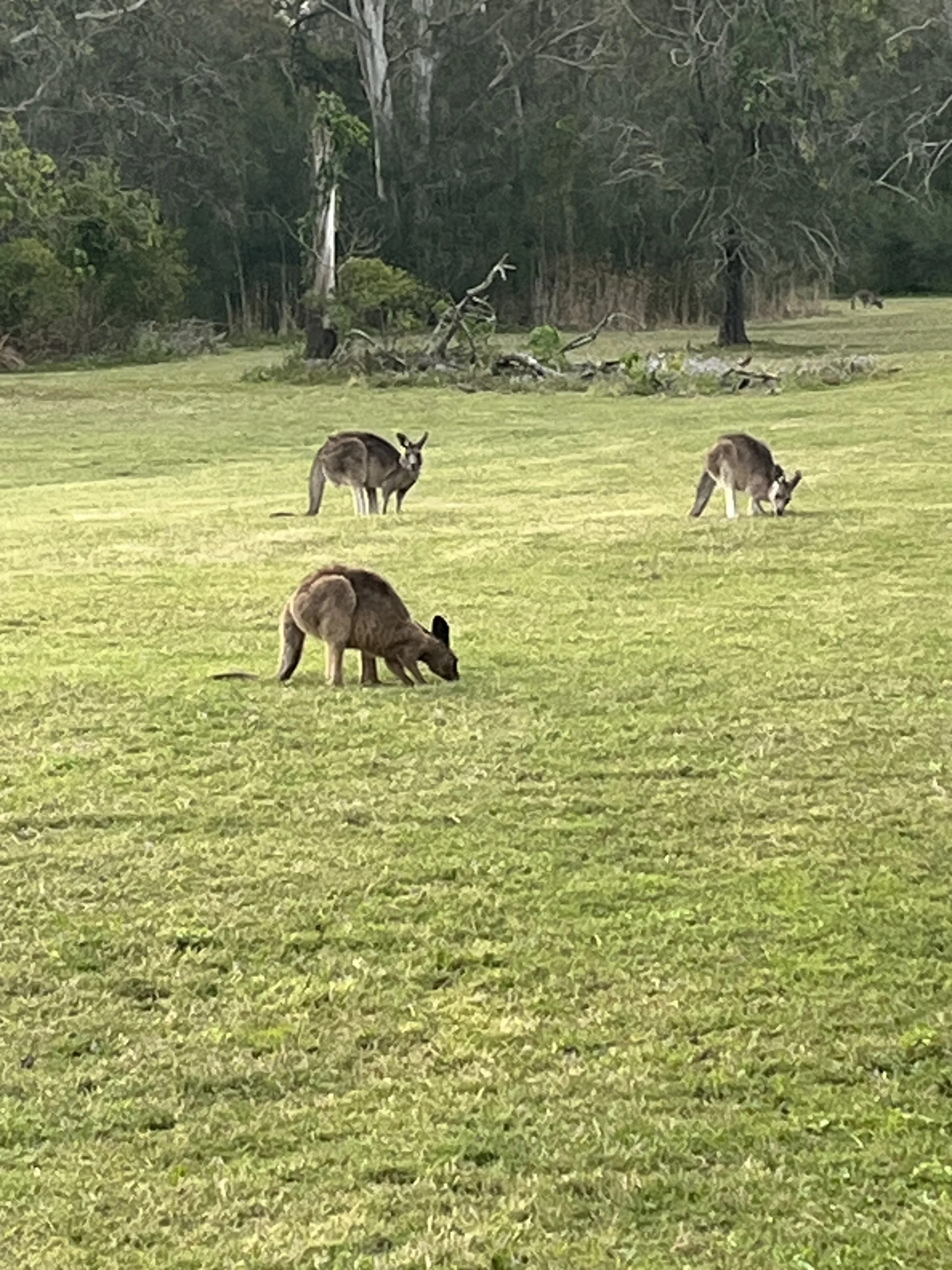 IMG_1033.jpeg