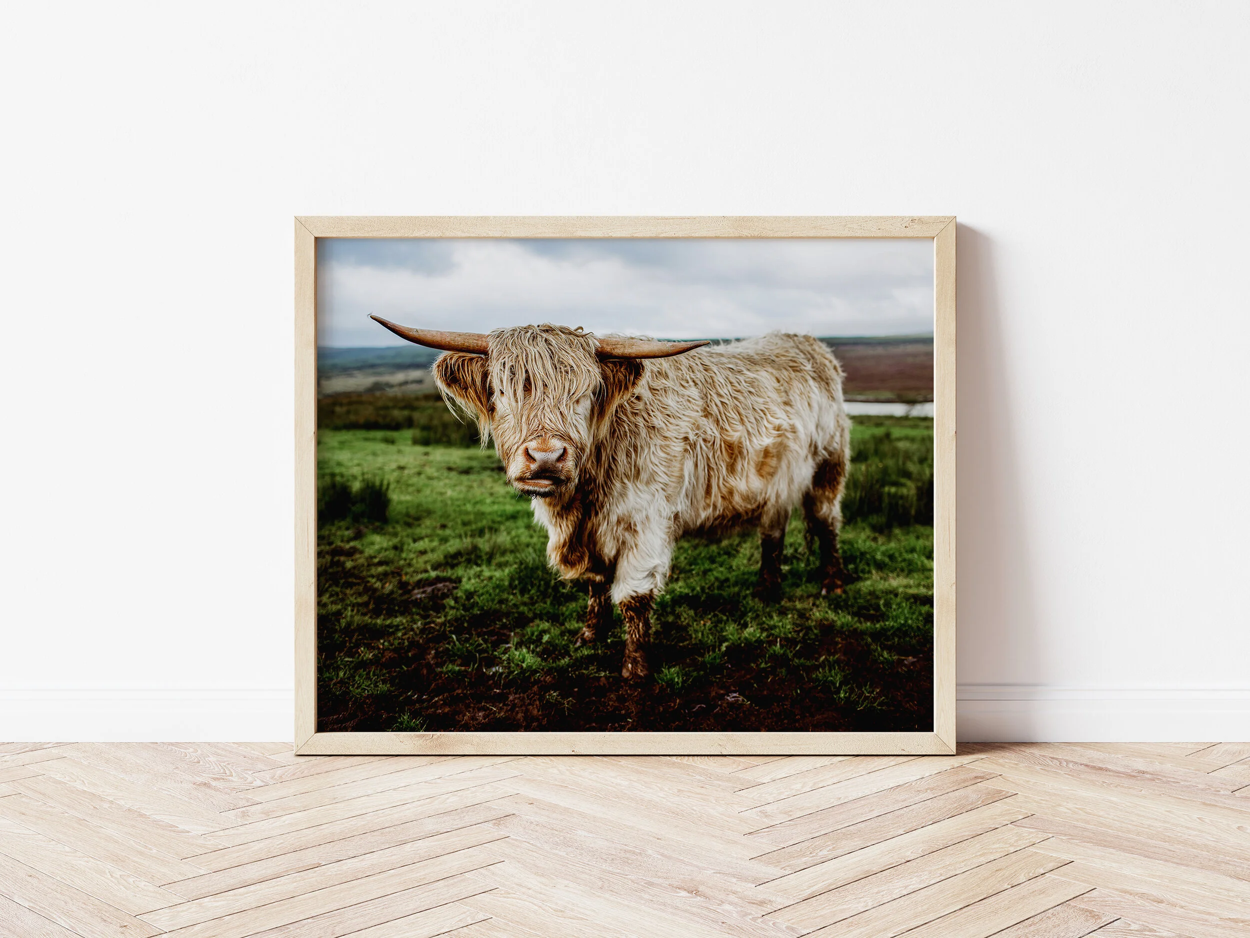 etsy-highlandcow4frame.jpg