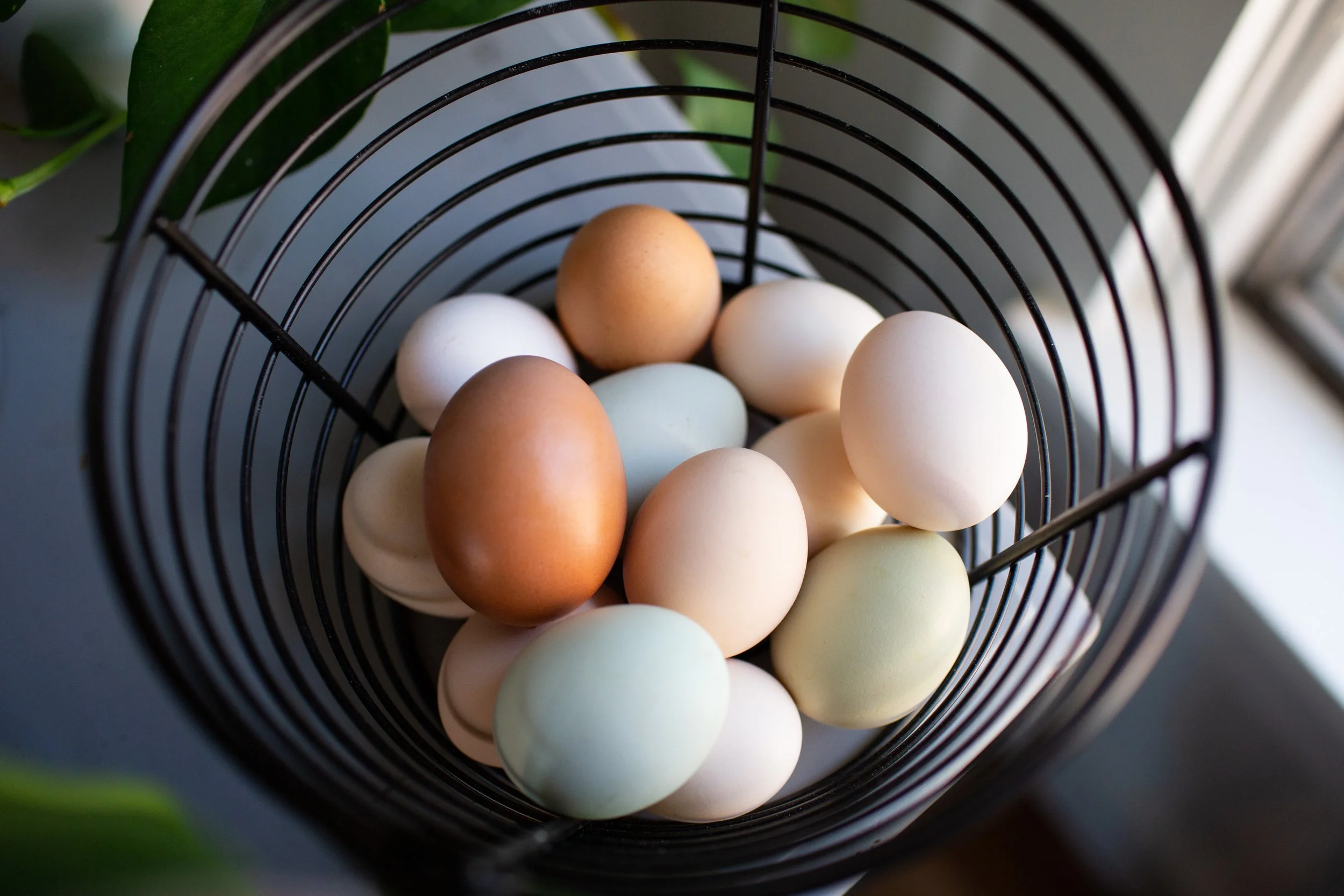 eggs_1.jpg