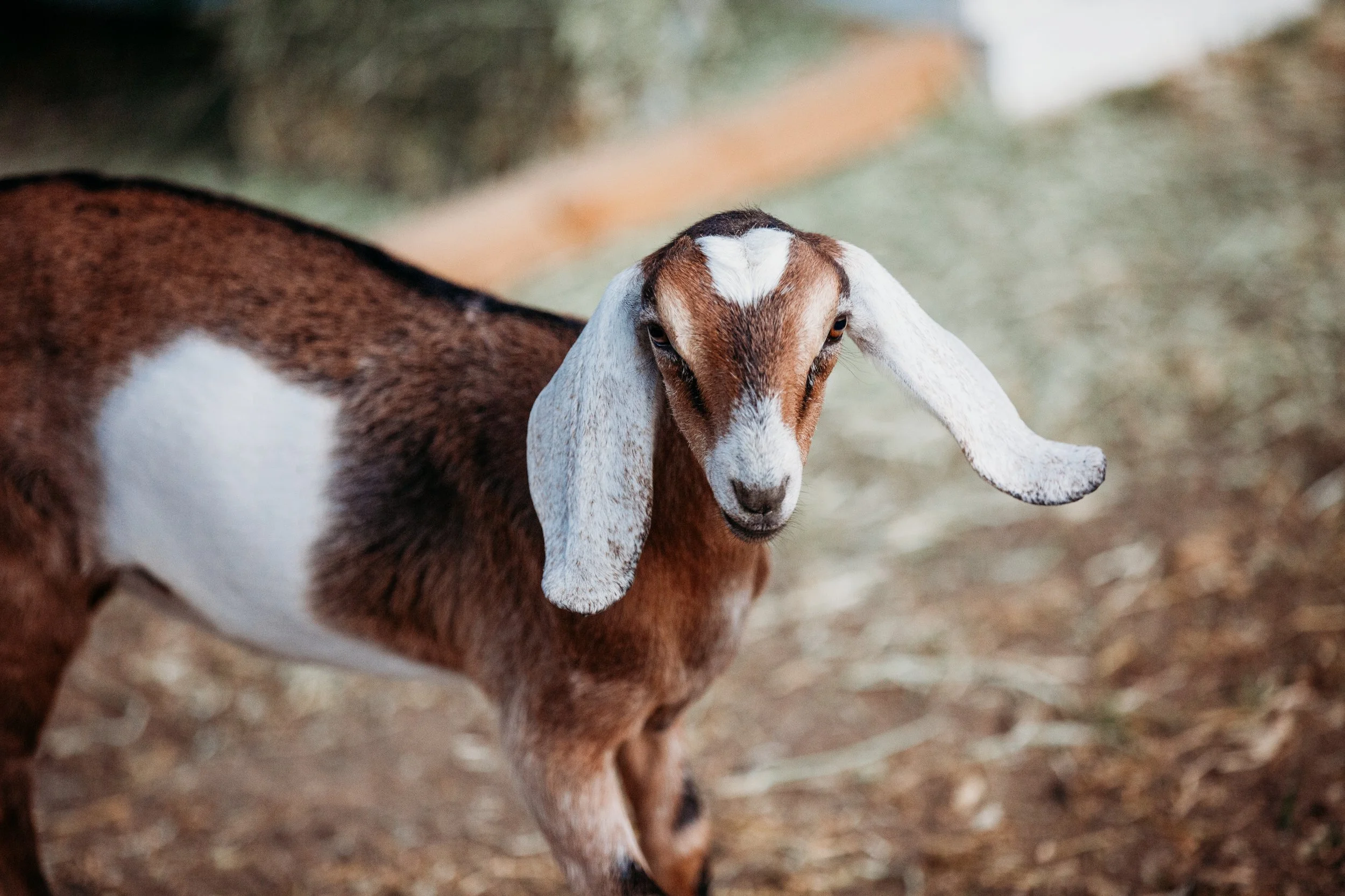 LavenwellFarmily-09.jpg
