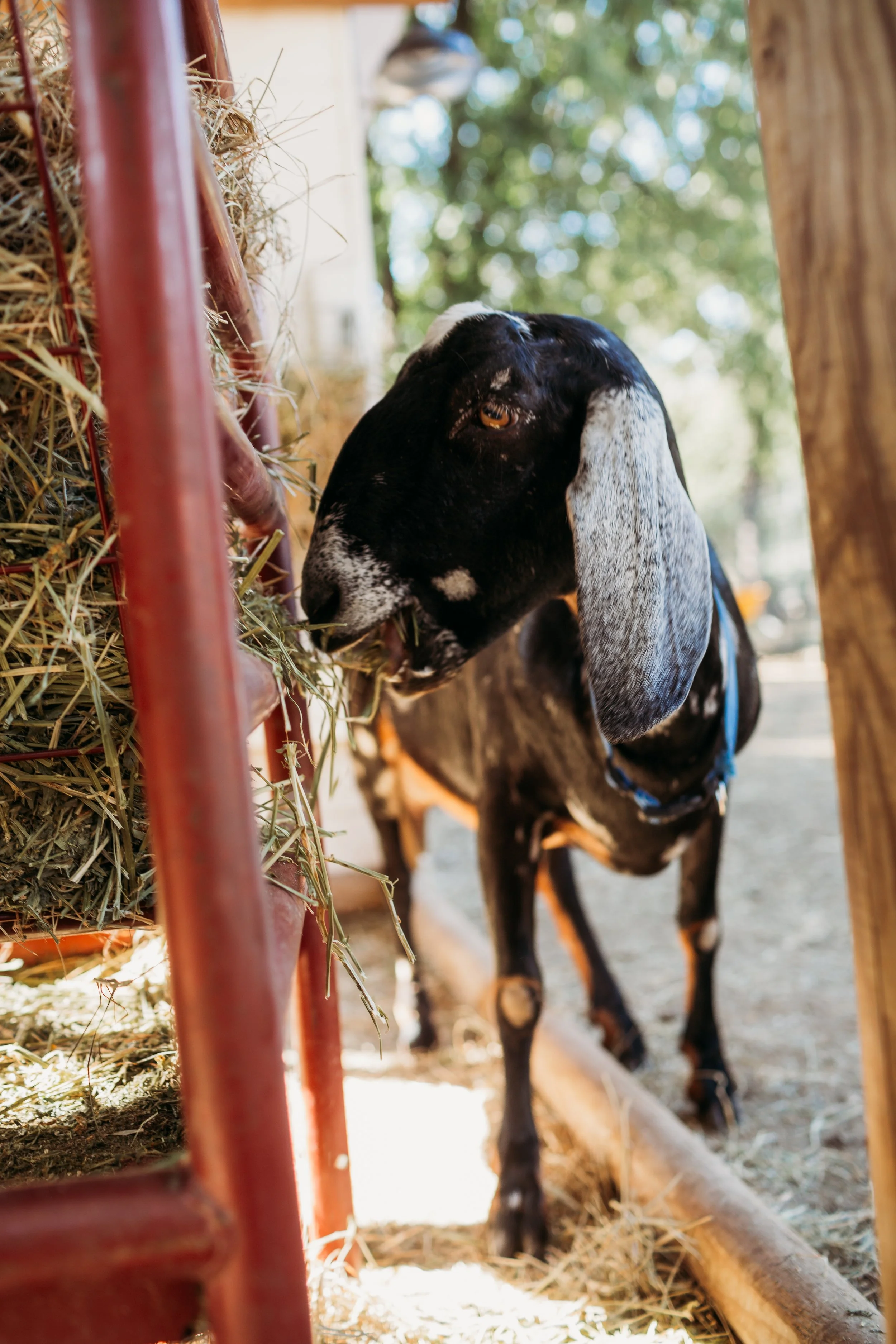 Lavenwell-farmily-2.jpg