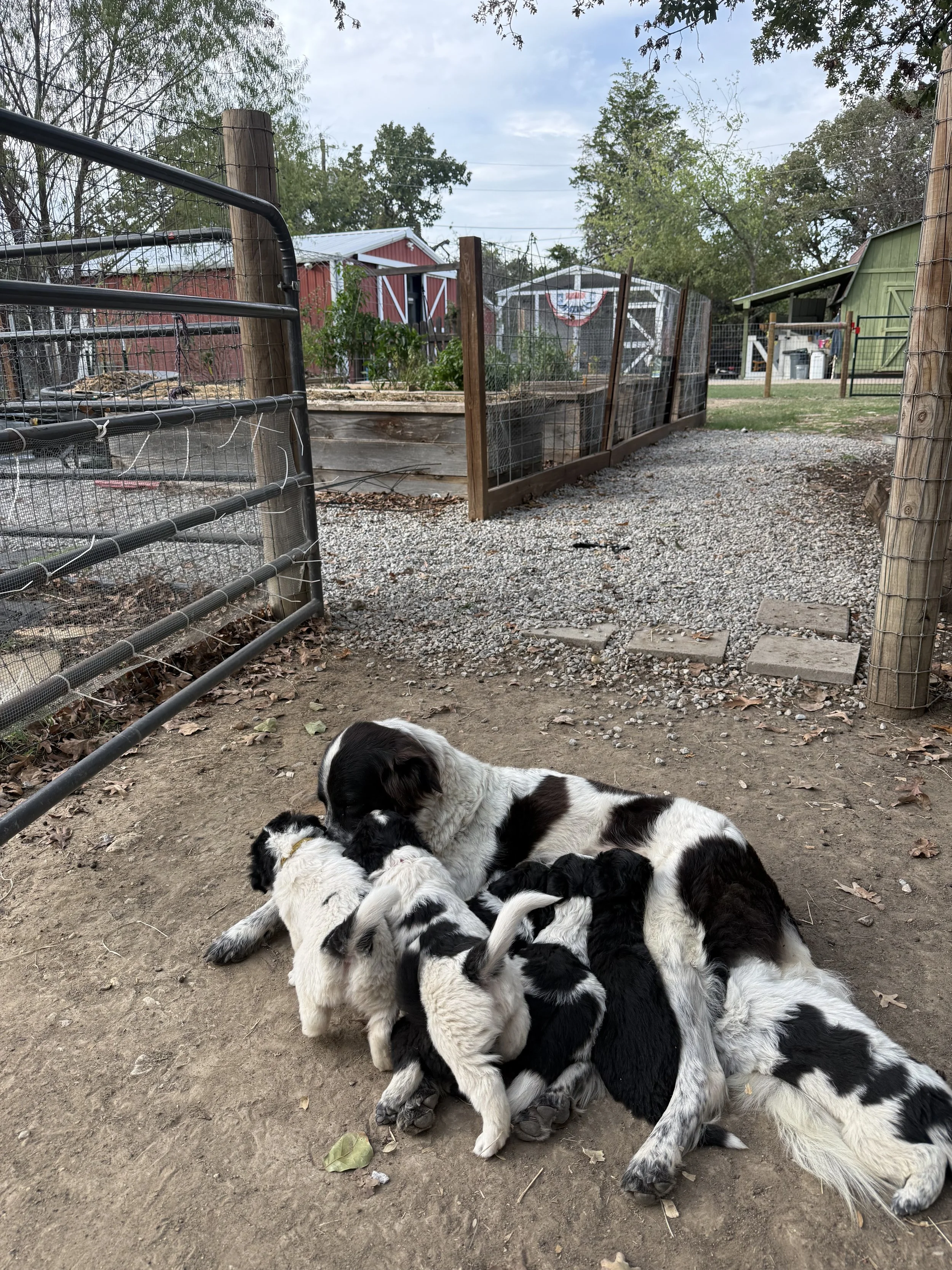 Karakachan Puppies Fall 2027 Litter.jpeg