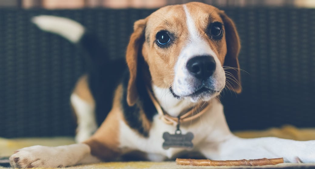 beagle.jpeg