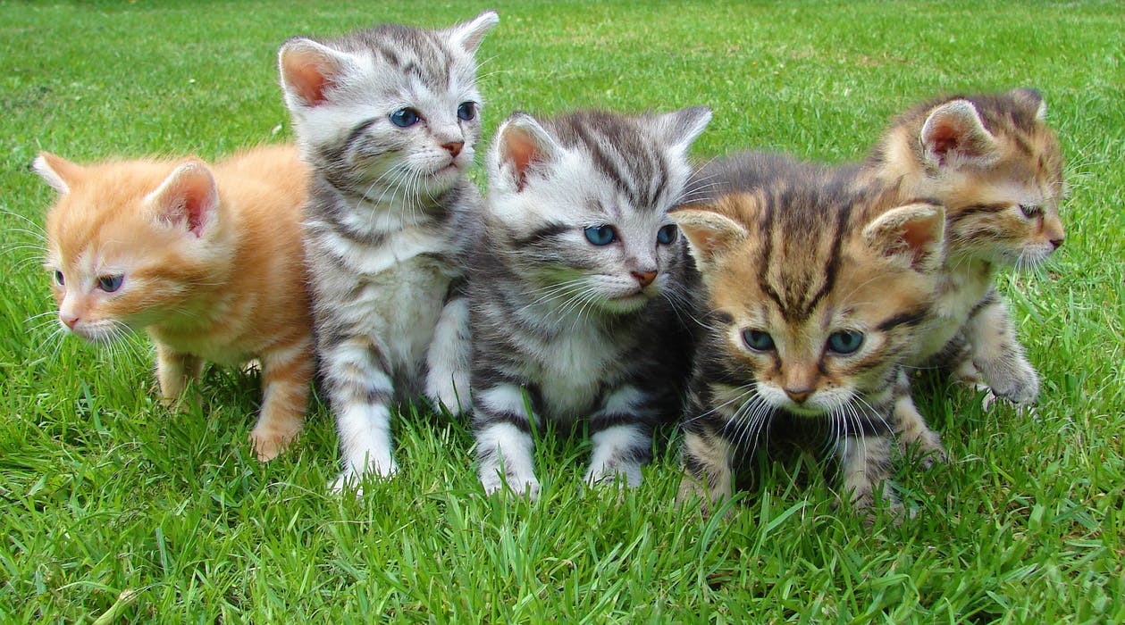 kittens-grass.jpeg