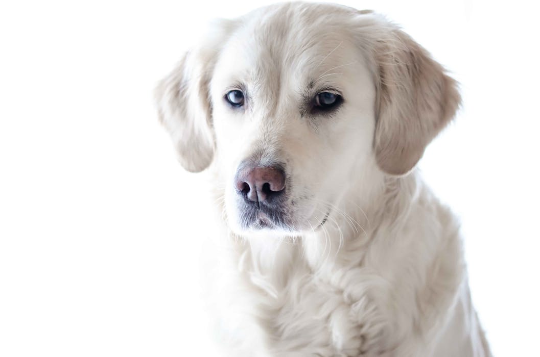 white lab.jpeg
