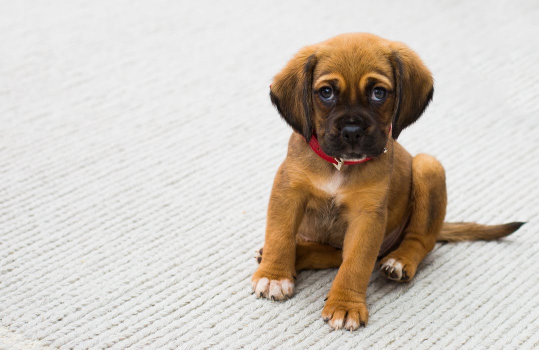 puppy1.jpeg
